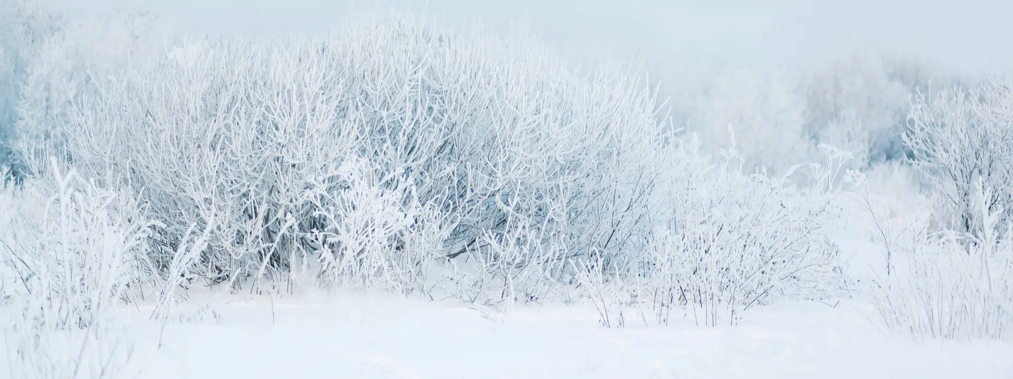 Photo d'illustration de la page Le plan grand froid